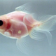 Illustration for article titled Transparent Goldfish Developed By Japanese To Reduce Unnecessary Dissections